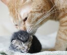弱音吐いてください…優しくお聴きします 我慢しないで吐き出して、心を少しでも軽くしませんか？ イメージ3