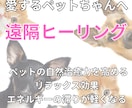 大切なペットにエネルギーから整えるヒーリングします 魂レベルでつながるアニマルヒーリング♡見えない絆を深めます イメージ1