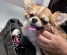 ゲイですがよかったら。今すぐ話したい方お話聞きます 相談、愚痴をなんとなくで大丈夫です。 イメージ3