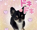 ペットのLINEスタンプ作成します とびっきり可愛いオリジナルスタンプ！ イメージ4