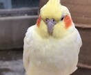 あなたの心を癒します 疲れきった心を癒したいです。あなたの力になりたいです。 イメージ1