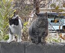 あなたの想いやこれからについてタロットが導きます 現在41歳タロットをパートナーに様々な方にお会いしました。 イメージ2