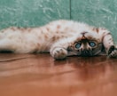 ペットの気持ち、霊体をアニマルヒーリングします ワンちゃん猫ちゃんのエネルギー体、メンタルを遠隔ヒーリング⭐ イメージ5