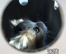 心におもっていることをひたすらきいてます 電話占いが高くて話し足りない人今が悩んできる人 イメージ1