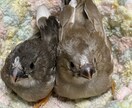 どんなお話も寄り添ってお聴きします 誰にも話せない、悩み事や自慢話を貴方に寄り添います イメージ5