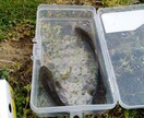 魚釣りのやり方や場所(千葉_東葛地方周辺)教えます 家族で魚釣りしてリラックスしませんか(近所の川や池) イメージ3