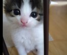 猫好きによる猫のあれこれお聞きます 家のニャンコのお話しとことん語り合いましょう　人生相談もあり イメージ1