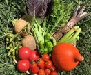 自然栽培・有機栽培による野菜の作り方を教えます 無農薬・無肥料又は有機肥料・固定種による野菜栽培を伝授 イメージ1