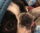 愛犬と穏やかな生活のお手伝いをします 今飼っている人、これから飼いたい人全力で相談に乗ります！ イメージ1