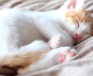 犬猫限定　わんにゃん占い　ペットの気持ちを占います 大切な家族の一員ペットにどんなことを聞いてみたいですか？ イメージ10