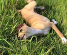 伴侶動物さんとアニマルコミニュケーション致します 伴侶動物さんの心と躰を癒すアニマルセラピストpico イメージ1