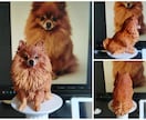 愛犬愛猫のオーダーメイド3Dフィギュアを制作します 写真から息づくような立体へ　驚きのコスパでの至高のメモリアル イメージ5