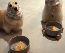 愛犬の声を聞いた手作りごはんをお伝えします 手作り初心者さんでも簡単にできる栄養満点レシピ イメージ6