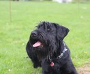 犬・ヨーロッパの素材写真を提供します ドッグフォト・ヨーロッパ風景の写真素材が必要な方‼︎ イメージ1