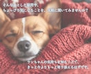 愛犬と飼い主様の心を繋ぎたい。ワンコと話します タロット・ダウジング・アニコミの３本柱で愛犬の気持ちを深堀り イメージ9