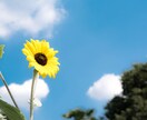 あなたのお気に入り写真、拝見します 写真って人に見せると上達するんですよ！ イメージ1
