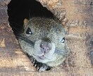 自然の風景と、たまに動物が紛れます 自然の癒し、掛け替えのない風景大地の雄大感。出会う動物たち イメージ2