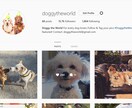 Instagramであなたの写真・動画を投稿します フォロワー30千人!犬がテーマのインスタグラムPRにオススメ イメージ3