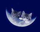 猫ちゃんの多頭飼育相談にのります 現在約40匹を飼育して楽しく暮らしています イメージ1