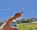 レンタル聴かせて頂く人 をしています 誰かに共有したい事、愚痴や周囲に話しづらい事。1分～何でも。 イメージ1