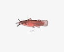 魚のイラストを作成します 魚好きがあなただけのお魚イラストを描きます イメージ9