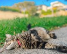 大自然の写真販売しています 猫 空 ビーチ オペラハウス×虹 イメージ4
