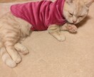 愛しい目が語るワンちゃんネコちゃんの気持ち教えます チワワのあんちゃんマンチカンのめるちゃんアメショーのるみの父 イメージ8