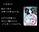 【売上は寄付】あなたの愛犬で『犬の十戒』のフォトムービーを制作致します！ イメージ3