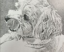 猫、犬等ペットの似顔絵をモノクロでリアルに描きます 鉛筆画、パステルなどで白黒の小動物を写真のように描きます イメージ5