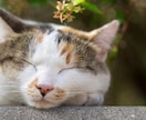 ポイント専用｜ねこの耳でお待ちしてます 使い道に迷う　クジのポイント　ねこの耳でお待ちしています☺︎ イメージ2
