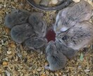 ハムスター飼育について相談受けます ロボロフスキー繁殖成功、ジャンガリアン、最大18匹ほど飼育 イメージ1