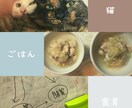 猫ちゃんのお食事に関するお悩み相談にのります 食の悩みを解決して飼い主さんも猫ちゃんもしあわせに！ イメージ2