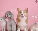 あなたとペットの笑顔のために癒しをお届け致します 愛するペットとの絆を深め、心と心を繋ぎ愛を育むヒーリング イメージ1