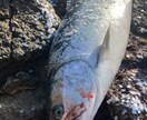 海サクラマスの釣り方教えます 北海道で海サクラマスを釣ってみたい方にお教えします！ イメージ3