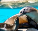 東山動物園の可愛い動物の写真を撮ります 可愛らしい動物の写真で癒されたい方へ イメージ2