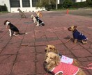 愛犬の悩み600頭の指導経験からアドバイスします 初心者向けです。お気軽にご相談ください イメージ2