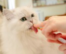 大切なペットの表情を自然な感じで撮影いたします 自然な感じで大切なペットは撮影致します イメージ4