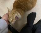 両性愛者が悩み相談や愚痴など様々な話し聞きます 25↑30↓の両性愛者(男)が何でも話し聞きます！ イメージ1