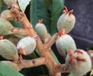 お得意様専用、家庭菜園長期伴走致します 野菜、果樹、花木じっくり一緒に伴走いたします。 イメージ1