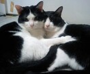 カレンダーやパンフレットに使います 可愛い兄弟猫ちゃん達。仲良し兄弟！ イメージ7