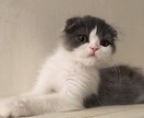 電話が苦手な方、チャットでお話聞きます どんな貴方も受け入れます♡今日あった出来事を聞かせてください イメージ4