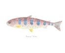 釣った渓流魚を透明感のある水彩で描きます 川ごとに違う色と模様を、水に溶ける色鉛筆で一枚に イメージ6