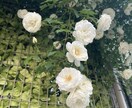 誰にも言えない話、霊感率直知りたいことを伝えます 不倫・複雑愛など、高次の存在とカードで鑑定します。上げ鑑定× イメージ8