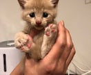 あなたのお悩み心を込めてお聴きします 心理カウンセラー、動物看護師 ２つの資格でサポートします イメージ3