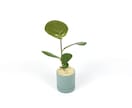 購入も可能!!  観葉植物をご提案します 植物200品種、プランター800鉢からご提案!!!! イメージ3