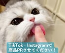 猫のInstagramでかわいくPRいたします フォロワー1000人超アカウントで御社の商品をPRします！ イメージ1
