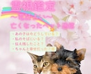 霊視鑑定ペットちゃんからのメッセージをお伝えします 虹の橋を渡ったペットちゃんの本当の気持ちをお伝えいたします。 イメージ1