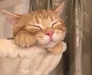 受験生の心のケアをします 心の不安をポジティブなエネルギーに変えるお手伝いをします。 イメージ1