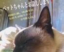 ペットちゃんと飼い主さんの心の架け橋をします 〝問題行動〟〝心配なこと〟の原因を知って解消しませんか？ イメージ1