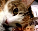 泣きたい、寂しい、イライラ、何でも受け止めます 人と人の繋がり、ご縁を大切に思いやりをもってお話うかがいます イメージ10
